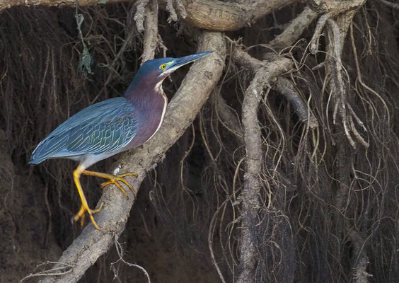 GRÜNREIHER, GREEN HERON, BUTORIDES VIRESCENS