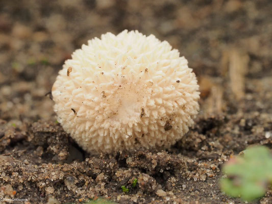 Flaschen-Stäubling - Lycoperdon perlatum
