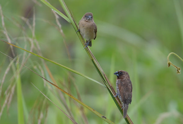 MUSKATFINK, SCALY-BREASTED MUNIA, LONCHURA PUNCTULATA 