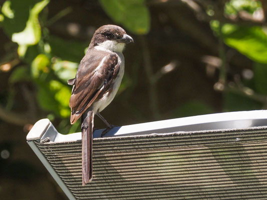 FISKALWÜRGER, COMMON FISCAL, LANIUS COLLARIS