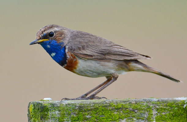 BLAUKEHLCHEN, BLUETHROAT, LUSCINIA SVECICA