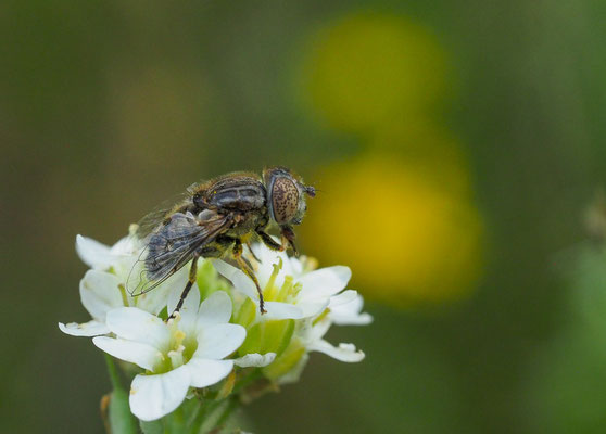 MATTE SCHWARZKOPFSCHWEBFLIEGE, MELANOSTOMA SCALARE