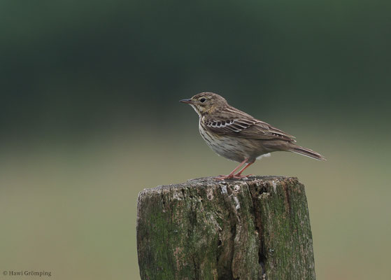 BAUMPIEPER, TREE PIPIT, ANTHUS TRIVIALIS