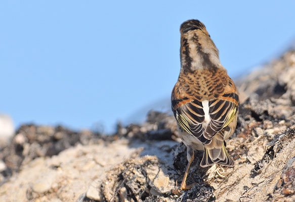 BERGFINK, BRAMBLING, FRINGILLA MONTIFRINGILLA