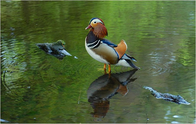 MANDARINENTE, MANDARIN DUCK, AIX GALERICULATA