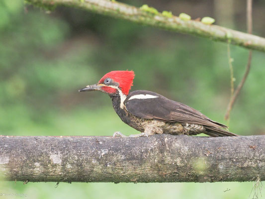 LINIENSPECHT, LINEATED WOODPECKER - DRYOCOPUS LINEATUS