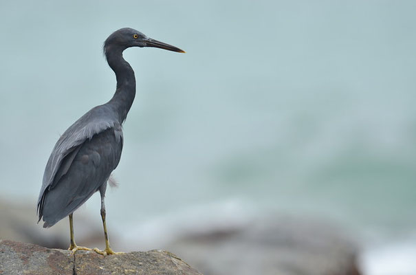RIFFREIHER, PACIFIC REEF EGRET, EGRETTA SACRA