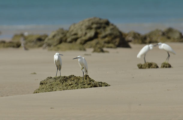 SEIDENREIHER, LITTLE EGRET, EGRETTA GARZETTA