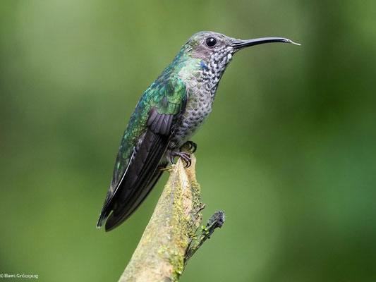 WEISSNACKENKOLIBRI, WHITE-NECKED JACOBIN - FLORISUGA MELLIVORA