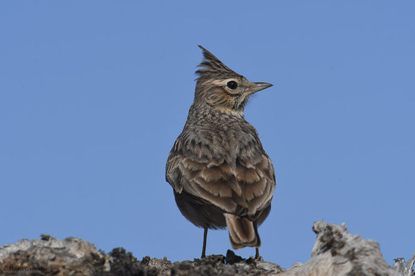 HAUBENLERCHE, CRESTED LARK, GALERIDA CRISTATA