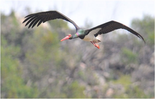SCHWARZSTORCH, BLACK STORK, CICONIA NIGRA