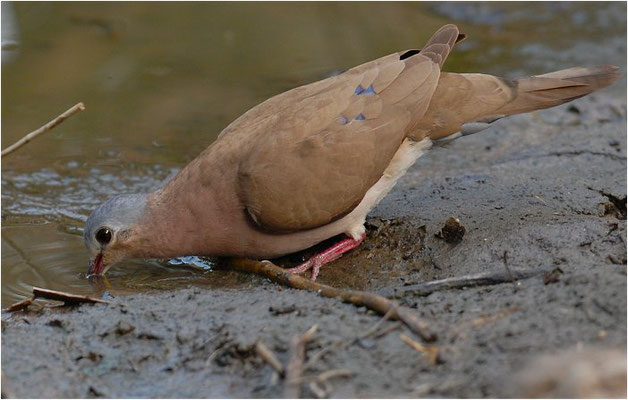 STAHLFLECKTAUBE, BLUE-SPOTTED WOOD DOVE, TURTUR AFER