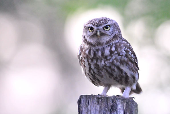 STEINKAUZ, LITTLE OWL , ATHENE NOCTUA