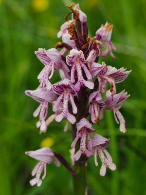 Helm-Knabenkraut, Orchis militaria