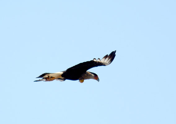 KARIBIKKARAKARA, CRESTED CARACARA, CARACARA CHERIWAY