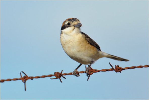 ROTKOPFWÜRGER, WOODCHAT SHRIKE, LANIUS SENATOR