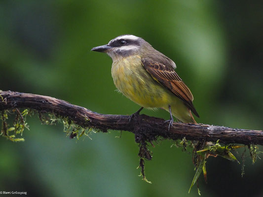 ANDENMASKENTYRANN, GOLDEN-CROWNED FLYCATCHER - MYIODYNASTES CHRYSOCEPHALUS