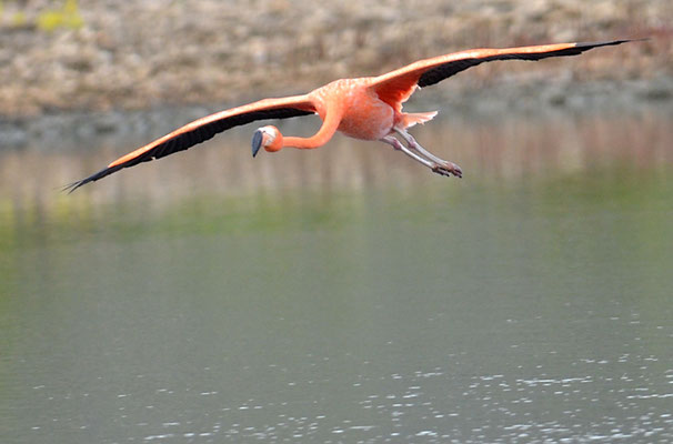 ROTER FLAMINGO (KUBAFLAMINGO), AMERICAN FLAMINGO, PHOENICOPTERUS RUBER