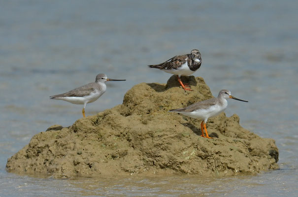 TEREK-WASSERLÄUFER, TEREK SANDPIPER, XENUS CINEREUS
