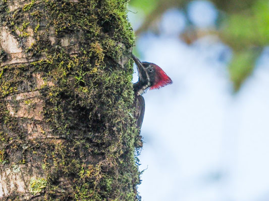 LINIENSPECHT, LINEATED WOODPECKER - DRYOCOPUS LINEATUS