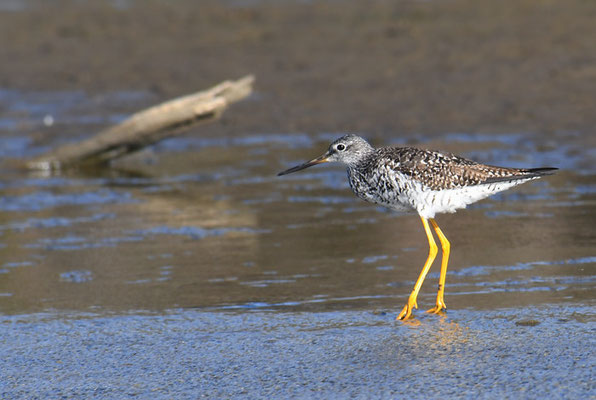 GROSSER GELBSCHENKEL, GREATER YELLOWLEGS, TRINGA MELANOLEUCA