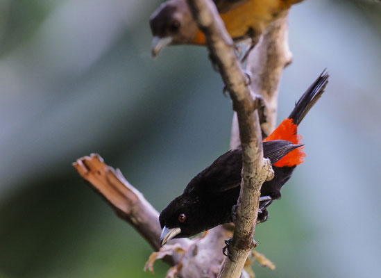 CHERRIETANGARE, CHERRIES´S TANAGER, RAMPHOCELUS COSTARICENSIS