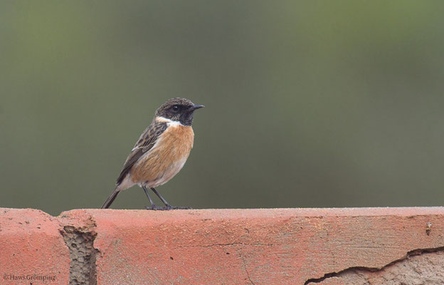 SCHWARZKLEHLCHEN, STONECHAT, SAXICOLA TORQUATA