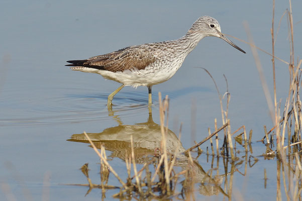 GRÜNSCHENKEL, GREENSHANK, TRINGA NEBULARIA