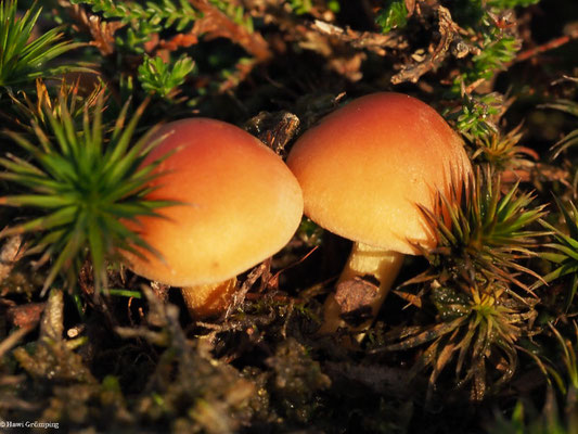 Ziegelroter Schwefelkopf - Hypholoma lateritium