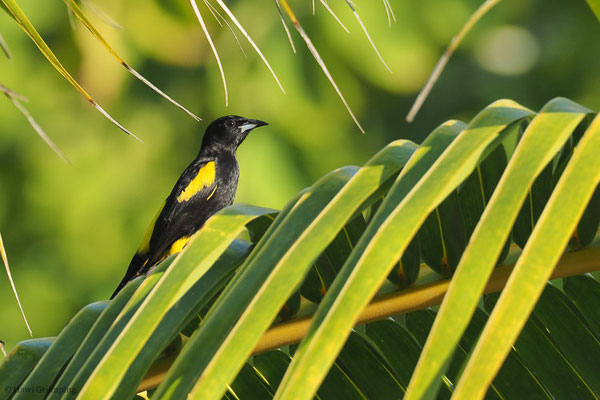HISPANIOLTRUPIAL, BLACK-COWLED ORIOLE, ICTERUS DOMINICENSIS