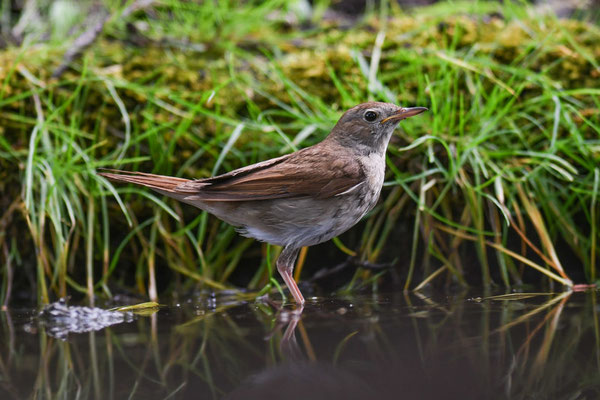 Nachtigall, nightingale, luscinia megarhynchos