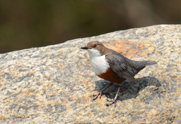 WASSERAMSEL, DIPPER, CINCLUS CINCLUS