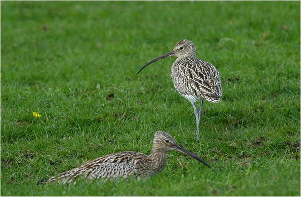 BRACHVOGEL, EURASIAN CURLEW, NUMENIUS ARQUATA