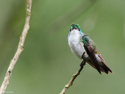 ANDENAMAZILIE, ANDEAN EMERALD - AMAZILIA FRANCIAE
