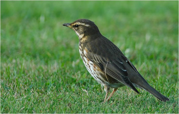 ROTDROSSEL, REDWING, TURDUS ILIACUS