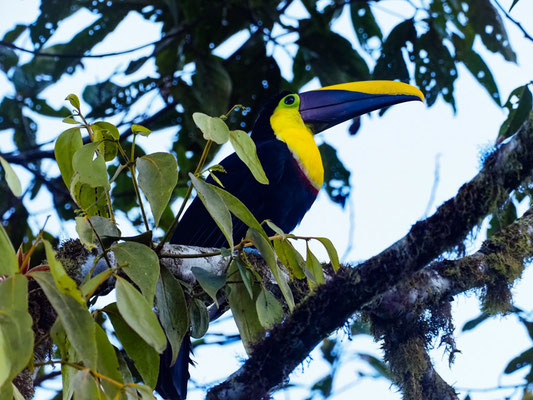 GOLDKEHLTUKAN, BLACK-MANDIBLED TOUCAN - RAMPHASTOS AMBIGUUS