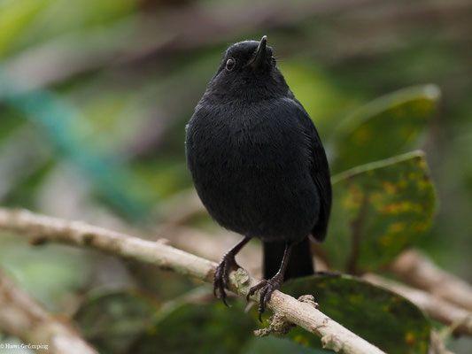 SCHIEFERHAKENSCHNABEL, WHITE-SIDED FLOWERPIERCER - DIGLOSSA ALBILATERA