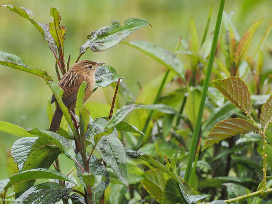 SEGGENZAUNKÖNIG, SEDGE WREN - CISTOTHORUS PLATENSIS