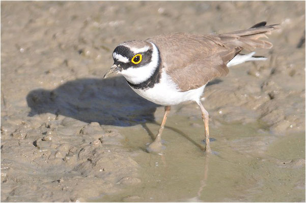 FLUSSREGENPFEIFER, LITTLE RINGED PLOVER, CHARADRIUS DUBIUS