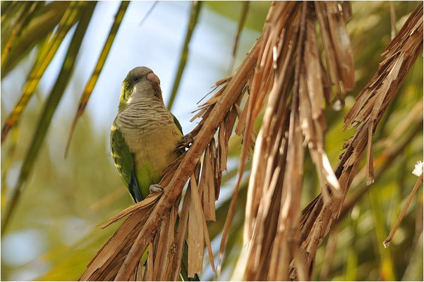 MÖNCHSSITTICH, MONK PARAKEET, MYIOPSITTA MONACHUS