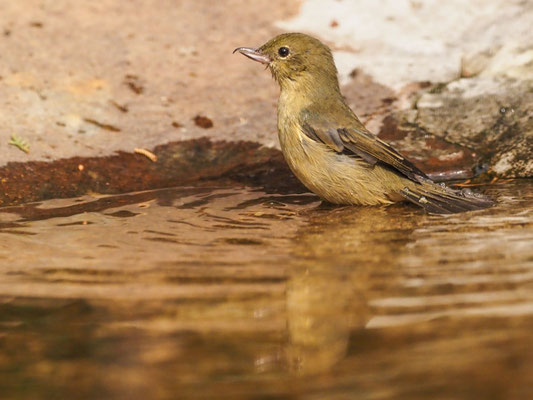 Rostbauch-Hakenschnabel, Rusty Flowerpiercer - Diglossa sittoides