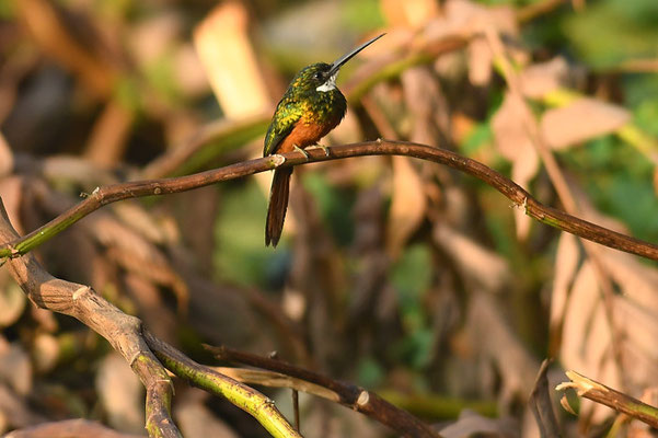 ROTSCHWANZGLANZVOGEL (JACAMAR), RUFOUS-TAILED JACAMAR, GALBULA RUFICAUDA