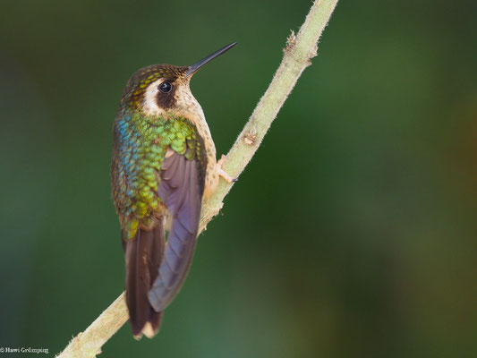 SCHWARZOHRKOLIBRI, SPECKLED HUMMINGBIRD - ADELOMYIA MELANOGENYS