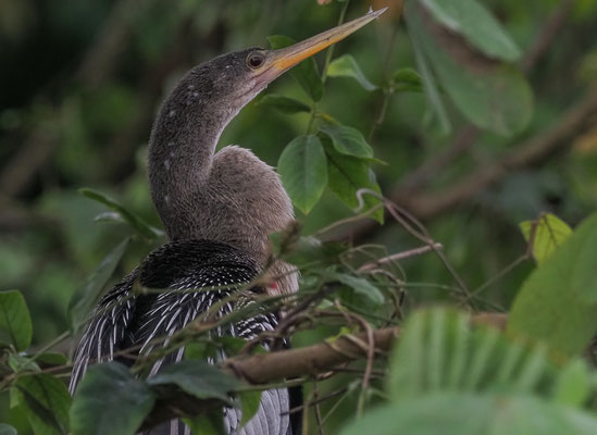 AMERIKANISCHER SCHLANGENHALSVOGEL, ANHINGA, ANHINGA ANHINGA