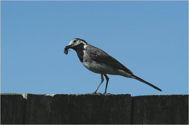 BACHSTELZE,WHITE WAGTAIL, MOTACILLA ALBA