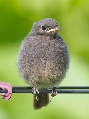 Hausrotschwanz, black redstart, phoenicurus ochruros