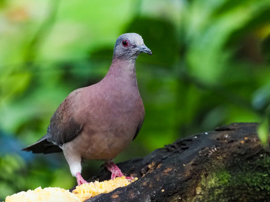ROTRÜCKENTAUBE, PALE-VENTED PIGEON - PATAGIOENAS CAYENNENSIS