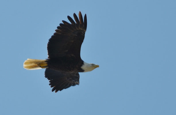 WEISSKOPFSEEADLER, BALD EAGLE,  HALIAEETUS LEUCOCEPHALUS