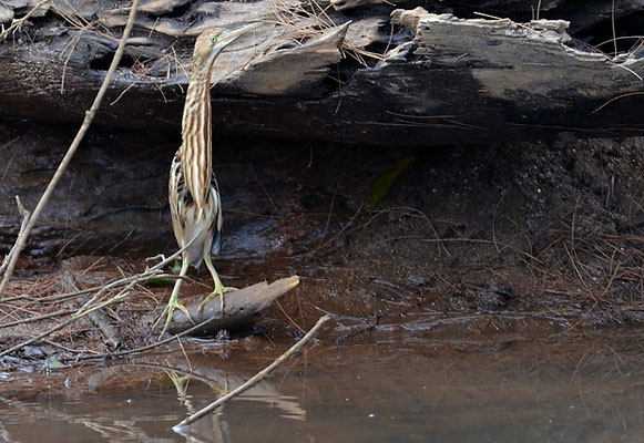CHINADOMMEL, YELLOW BITTERN, IXOBRYCHUS SINENSIS