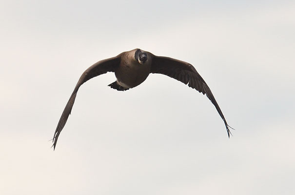 KANADAGANS, CANADA GOOSE, BRANTA CANADENSIS